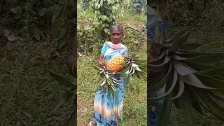 Harvesting Pineapple fruit in the farm #organicfarming #agriculture #pineapple