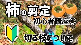 柿の剪定初心者講座①切る枝について