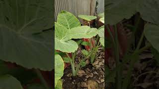 My home garden and fresh airs with fully green, DIY 여가 시간으로 만든 내 집 정원과 완전한 녹색 느낌의 신선한 공기 2021