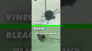 Vinegar vs Bleach - Experiment  #mould #mouldillness #blackmould #cleaninghacks #mouldremoval
