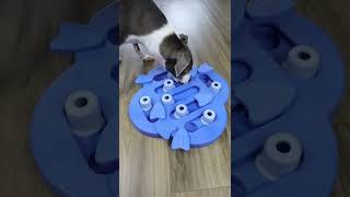 Dog Must-Haves? 🤔 Links in Comments. #amazonhaul #amazonfinds #dogs #amazon #fyp