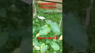 😍😍TURKEY IN COLOUR AVAILABLE IN ASSAM AND N.E.😍😍