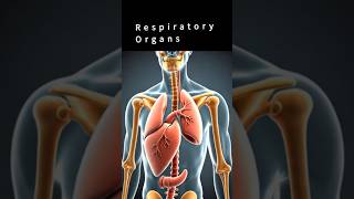#respiratorysystem #humanbodysystems #aidoctor #aihealth