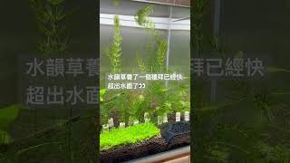 金魚藻養了一個禮拜已經快超出水面了👀#aquarium