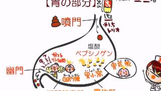 解剖生理学　17話「消化器」