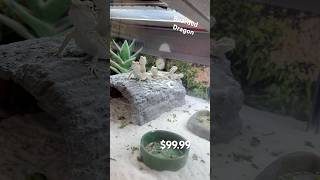 BEARDED DRAGON BEARDED DRAGON ENCLOSURE TANK SET UP FOOD BOWL PETCO #beardeddragon #reptile #petco