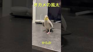 ドヤ顔に磨きがかかってきたふーたろさんw