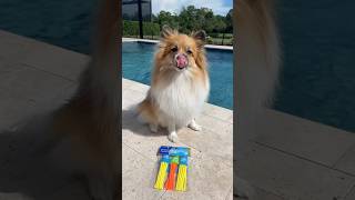 The way she left🥺💔Did you keep the 1st, 2nd or 3rd prize😳 #pool #dog #unlock