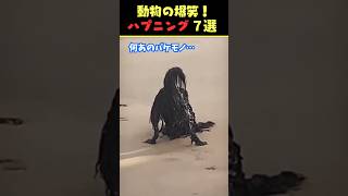 Xで9億回バズった動物ハプニング動画7選！7Animal Happenings Videos That Got 630 Million Buzz on X!#犬#猫#動物#ペット#shorts