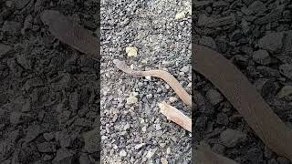 Baby cobra snake🤩 #snake #snakevideo #snakeworld #rescue #cobrasnake #viral #trending #youtubeshorts