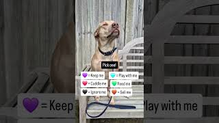 76 What will you pick 🤔#dogsofinstagram #fyp #dog #instadog #doglover #staffy #crossbreed #instadog