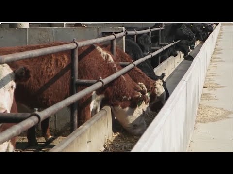 Impact of tariffs on local cattle