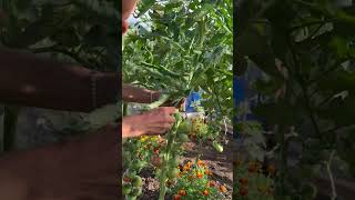 Tomato plants and cutting lower leaves