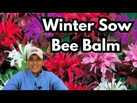 Winter Sow Bee Balm | Bee Balm Plant Profile & Grow From Seed || Budget Gardening