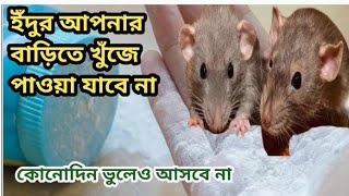 ঘর থেকে চিরতরে ইঁদুর দূর করার সহজ ৮ উপায় | How to get rid Rat at Home | Rat Repellent Tips