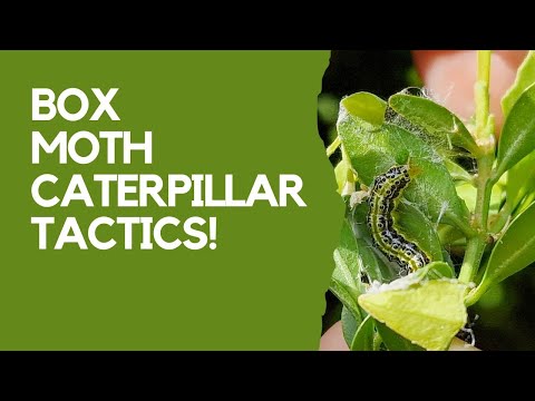 What to do about box moth caterpillar and tulip fire