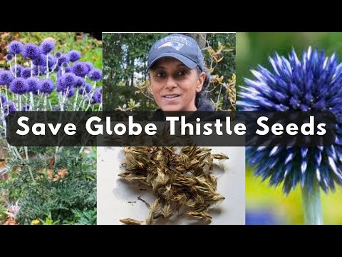 How To Collect Globe Thistle Seeds | Harvesting Echinops Seeds