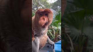 Proboscis Monkey Amazing  video.#Chimelong #MonkeyNakula #funny #ytshorts #shorts #animals #nakula