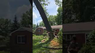 Another one….. #arborist #mechanic #stihl #treecare #viral #entrepreneur #shorts #bluecollar #focus