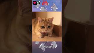 貓咪的夜視能力非常強大~Cats have a very strong night vision ability~ | Cat kid 喵喵