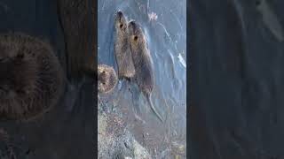 Cute beaver nutria eating cucumber//..beaver shorts.beaver reels🥰