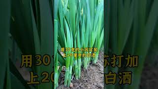 小苏打在韭菜上的妙用，好处多多。#韭菜种植 #韭菜 #种韭菜 #小苏打的妙用 #小苏打在农业上的作用 #种植小技巧