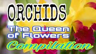 PICTURES OF ORCHID FLOWER / THE QUEEN OF FLOWERS  :  A COMPILATION @nenataripelicup