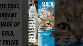 CAT TRIVIA PART SIX #shorts #quiz #trivia #GBDProduction #cat #cats #feline #pussycat #furbaby