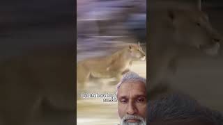 Lion Vs Zeraf part 1 #lionlife #duet #leopardroar #animals #leopard #wildlife #motivation