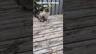 Silly whiney cat #floofycat cute cats #shorts #silly #funnycat #ragdoll #viralshorts