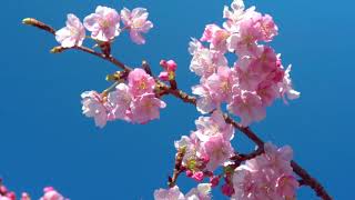 河津桜プロモーションビデオ（60秒ver）- 静岡県河津町