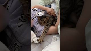 집사보다 남이 더 좋은 고양이..