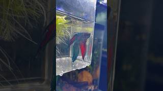 My Betta needs my help | fixing fin rot