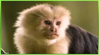 efeito sonoro animal, macaco-prego - Animal sound effect, capuchin monkey - 動物の効果音、オマキザルサル