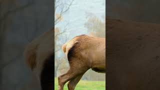Wapiti Deer Confidence, Style, Looks, Walk. Sick Montage. #shorts