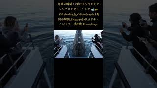 奇跡の瞬間：2頭のクジラが完全シンクロでブリーチング 🐋✨ #WhaleMiracle,#WhaleBreach,#奇跡の瞬間,#NatureASMR,#ドキュメンタリー風映像,#OceanMagic