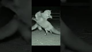 Skinnwalker?!! #mystery #fox #farm #veo3