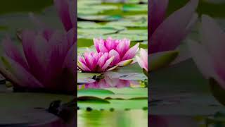 #guidedmeditation #learningboost #meditation #mindfulness #productivity #studyfocus
