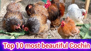 Top 10 most beautiful Cochin bantam chicken | Cochin bantam chicken price | कोचीन बैंटम चिकन नस्ल