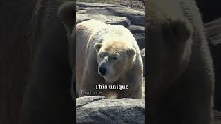 Polar Bears: Fascinating Adaptations Arctic Life #polarbear #skin #shorts