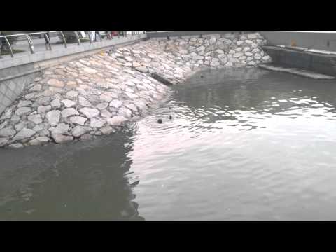 Otters at One Marina Boulevard, Marina Bay Area 8th June 2015