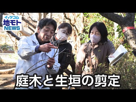 庭木と生垣の剪定  【地モトNEWS】 2025/2/18 放送