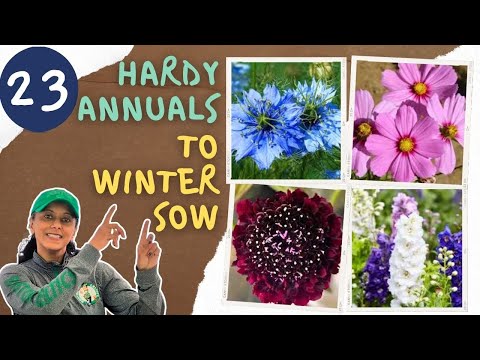 23 Cool Cold Hardy Annual Flowers To Winter Sow For Cut Flowers | Perennial Garden HACK