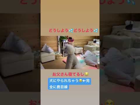 【過去のストーリーより】#愛犬#犬動画#犬のいる暮らし