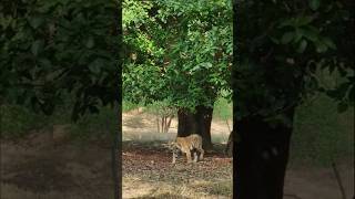 🔥🔥🔥 MV3 Male Tiger 🐅 walking in action showing class at kanha Tiger 🐅 Reserve  🔥🔥🔥