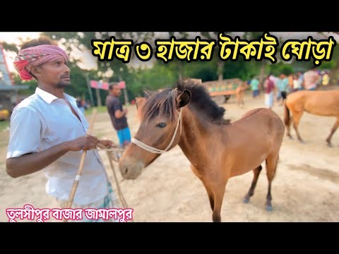 কমে গেলো ঘোড়ার দাম! এখন তুলশিপুর বাজারে ঘোড়া কিনতে আসতেছে না।#ঘোড়ার #horse