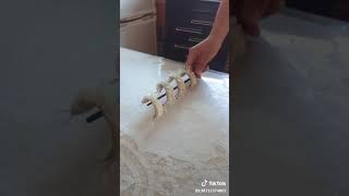 瀨尿蝦
