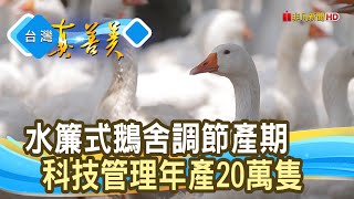 轉型創新“科技鵝王”｜芳源畜牧場｜【台灣真善美】2022.08.07