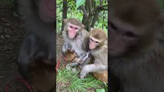 AWW MONKEY | FUN MONKEY EVERY DAY