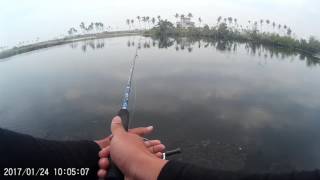 野池 路亞 大眼海鰱 20170124